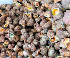 Đặc sản ẩn mình trong khe đá được ví như “lộc trời”, nay được dân thành phố ưa chuộng vì hương vị lạ, ai cũng mê