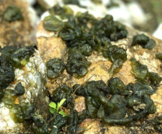 Đặc sản chỉ có ở Ninh Bình: Xưa là thứ chỉ người nghèo mới ăn nay là món ngon dân thành phố lùng mua bằng được