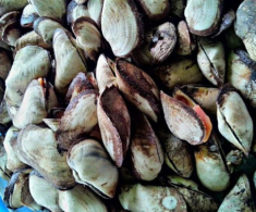 Đặc sản có tên rất lạ, mỗi năm chỉ có một mùa, nay thành món khoái khẩu được người thành phố ưa chuộng vì hương vị đặc biệt