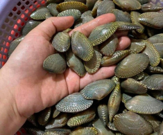 Đặc sản có tên vô cùng lạ, mỗi năm chỉ có một mùa, nay dân thành phố ưa chuộng vì hương vị đặc biệt