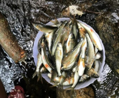 Đặc sản Nghệ An sống ở khe đá, xưa rẻ như cho nay thành đặc sản khoái khẩu giá đắt đỏ, dân thành phố ưa chuộng