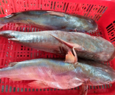 Đặc sản nổi tiếng tên vô cùng lạ, mỗi năm chỉ có một mùa, dân thành phố ưa chuộng vì hương vị đặc biệt 