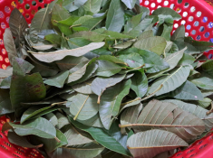Đặc sản nổi tiếng Thanh Hóa, nhiều khách thấy sợ, ăn lại ghiền