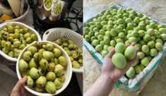 Đặc sản Sơn La vị như xoài, dân chờ rụng mới nhặt làm bánh tráng ngọt thơm