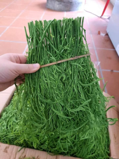 Đặc sản Tây Bắc đứng xa vẫn thấy khó ngửi, càng hái càng mọc, ăn bổ lại ngon