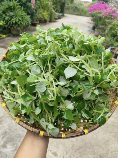Đặc sản ‘trời ban’ được ví như ‘thần dược’, có từ Nam ra Bắc, ăn ngon lại bổ