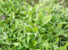 Đặc sản ‘trời ban’ ở miền Bắc có vị lạ, người dân hái về làm món trứ danh