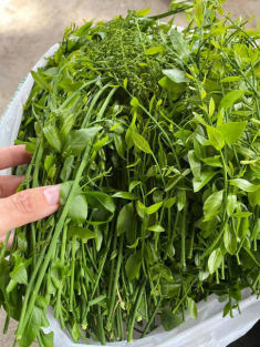 Đặc sản ‘trời ban’ ở miền Bắc vừa ngon vừa bổ, ăn ngọt như nước ninh xương