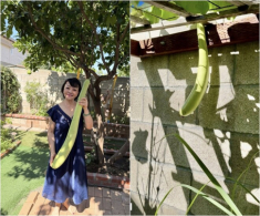 Danh ca Hương Lan có giàn bầu được nhiều nghệ sĩ đến thăm, yên ấm cùng chồng kỹ sư trong nhà vườn 1.000m2