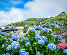 Du khách rủ nhau lên Lạng Sơn, chiêm ngưỡng dàn hoa tú cầu nở rộ trên đỉnh núi được mệnh danh “lạnh nhất Việt Nam”