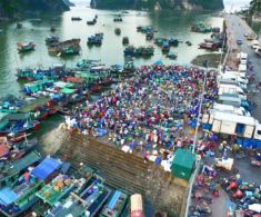 Ghé khu chợ bán hải sản tươi ngon nhất Quảng Ninh, toàn cá mực vừa đánh bắt từ biển về, giá siêu rẻ