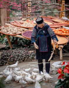 Hoa anh đào đã rực rỡ khoe sắc ở Cát Cát