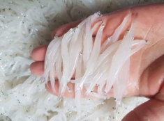Loài cá “cả năm chỉ xuất hiện một lần”, từng bị chê nhỏ xíu không đáng ăn giờ thành đặc sản được săn lùng, có tiền chưa chắc mua được