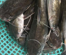 Loài cá có cái tên “nguy hiểm” là đặc sản Cà Mau: Đánh bắt cực khó, ăn thử một lần là mê liền