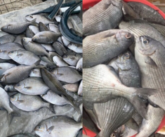 Loài cá có tên kỳ dị, nghe ai cũng sợ lại là đặc sản nổi tiếng, dai ngon như thịt gà, có tiền chưa chắc ăn được