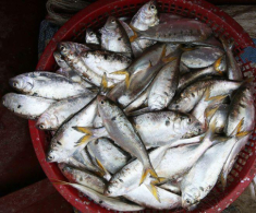 Loài cá lạ chỉ có ở Hưng Yên, cứ vào mùa là chị em đổ xô lùng mua vì cực ngon béo mà giá thì rẻ