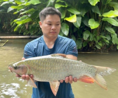 Loài cá nước ngọt cực quý hiếm xưa chỉ dùng để tiến vua, nay giới sành ăn lùng mua dù giá cao ngất