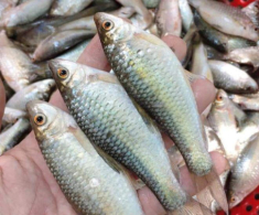 Loài cá tên lạ xưa bị chê bai nay thành đặc sản ăn một lần là mê, ngon hơn cả “mâm cao cỗ đầy”