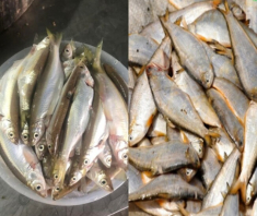 Loài cá xưa chả ai thèm, để cho lợn ăn, giờ thành đặc sản nổi tiếng một vùng, phơi khô bán mắc gấp 10 lần cá tươi