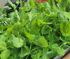 Loại cây tưởng trồng chỉ để lấy hạt hóa ra ngọn ăn rất ngon, dưỡng gan, thải độc, gặp thì mua ngay kẻo phí