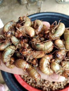 Loại côn trùng khiến nhiều người “rùng mình” bất ngờ thành đặc sản được nhà giàu săn lùng, giá 600.000 đồng/kg vẫn có người mua