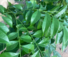 Loại lá mọc bờ bụi xưa không ai biết, nay thành đặc sản hương vị lạ làm thành nhiều món khoái khẩu, ai cũng mê