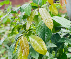 Loại lá mọc bờ rào có tên vô cùng lạ, nay thành đặc sản người thành phố tranh nhau mua, hương vị đặc biệt