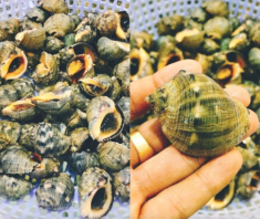 Loài ốc có tên của một loại gia vị quen thuộc, hình thù kỳ lạ ít ai biết, chỉ hấp thôi đã thành món ngon hết sẩy 