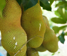 Loại quả có tên rất lạ, trước không ai biết đến nay thành đặc sản nổi tiếng được “săn lùng” khắp nơi, hương vị đặc biệt
