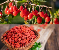 Loại quả được ví như “kim cương đỏ”: Uống mỗi ngày giúp da xinh, dáng đẹp thấy rõ