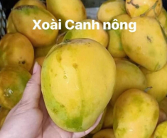 Loại quả quê xưa không ai biết đến, nay thành đặc sản nổi tiếng có hương vị đặc biệt, dân thành phố ưa chuộng