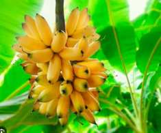 Loại quả rẻ tiền xưa không ai ngó ngàng, nay thành món đặc sản có hương vị đặc biệt, vang danh khắp nơi