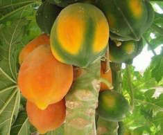 Loại quả vitamin C cao gấp đôi cam, lá ví như “nhân sâm người nghèo”, trồng một cây trước nhà không phú quý cũng viên mãn