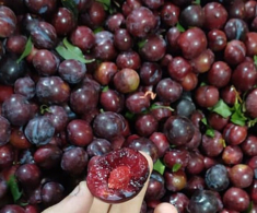 Loại quả xưa không ai biết đến, giờ thành đặc sản nổi tiếng dân thành phố ưa chuộng vì có hương vị lạ, giá đắt đỏ