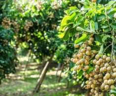 Loại quả xưa không ai biết đến, nay thành đặc sản có hương vị lạ được ưa chuộng, dân thành phố thích mê
