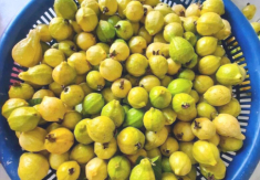 Loại quả xưa không ai biết đến, nay thành đặc sản nổi tiếng có hương vị lạ, dân thành phố thích mê