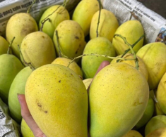 Loài quả xưa không ai biết đến, nay thành đặc sản nổi tiếng dân thành phố thích mê, hương vị đặc biệt