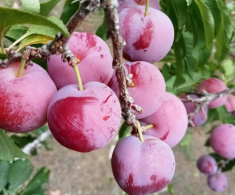 Loại quả xưa không ai ngó ngàng, nay thành đặc sản có hương vị lạ, dân thành phố ưa chuộng