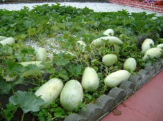 Loại quả xưa “nhà nghèo” mới ăn, nay thành đặc sản dân thành phố săn lùng, có hương vị lạ