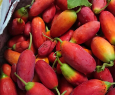 Loại quả xưa rụng đầy không ai biết đến, nay thành đặc sản có hương vị lạ được người thành phố ưa chuộng, ai ăn cũng mê