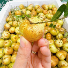 Loại quả xưa rụng đầy không ai ngó ngàng, nay thành đặc sản có hương vị lạ người thành phố ưa chuộng, ai ăn cũng mê