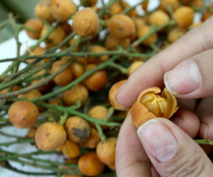 Loại quả xưa rụng đầy không ai ngó ngàng, nay thành đặc sản nổi tiếng có hương vị đặc biệt, dân thành phố thích mê