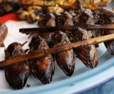 Loài vật bề ngoài y hệt con gián lại là đặc sản chỉ có ở Ninh Bình, ăn một lần là “nghiện” bởi vị thơm béo khó cưỡng