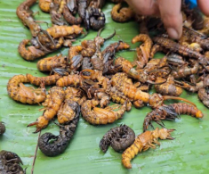 Loài vật khiến ai cũng sợ chết khiếp hóa ra là món ăn biểu tượng vùng Tây Bắc, cực hiếm chỉ dùng để đãi khách quý