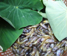 Loài vật nhìn “nổi da gà” lại là đặc sản ở Thanh Hóa, chuyên dùng đãi khách quý