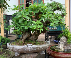 “Lộc trời” nấu canh chua ngon khó cưỡng, trồng một cây trong nhà vừa làm cảnh vừa xua tà khí, hút may mắn vào nhà