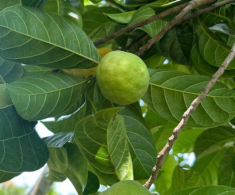 “Lộc trời” nấu canh chua ngon tuyệt đỉnh, giúp hút sạch mỡ máu, trồng một cây trước nhà vừa lấy bóng mát vừa rước lộc