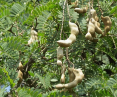 “Lộc trời” nấu canh chua tuyệt ngon, toàn thân đều làm thuốc được, trồng trong chậu giúp hút lộc vào nhà