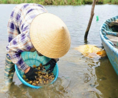 “Lộc trời” từ dưới bùn được mệnh danh là “vàng đen”, vị ngọt gây nghiện mà còn cực bổ dưỡng