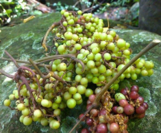 “Lộc trời” xưa mọc đầy rừng không ai hái, nay là đặc sản chị em lùng mua, giá cực cao vẫn hết hàng vèo vèo
